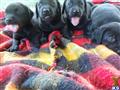 labrador retriever puppy posted by Rick Swenson